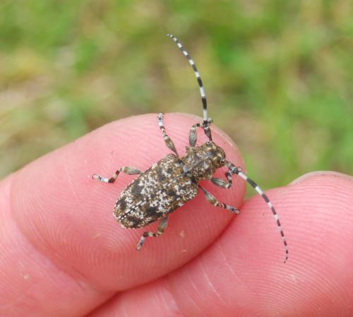 Réf. 274 893 : Aegomorphus clavipes